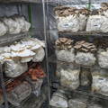 Mushroom fruiting chamber filled with growing mushrooms
