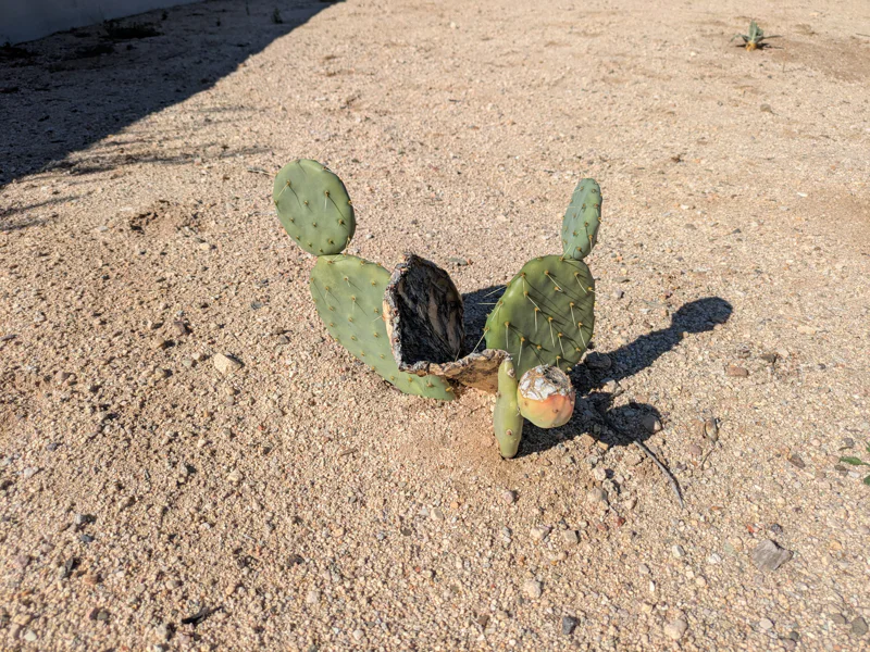 Paddle cactus with new growth