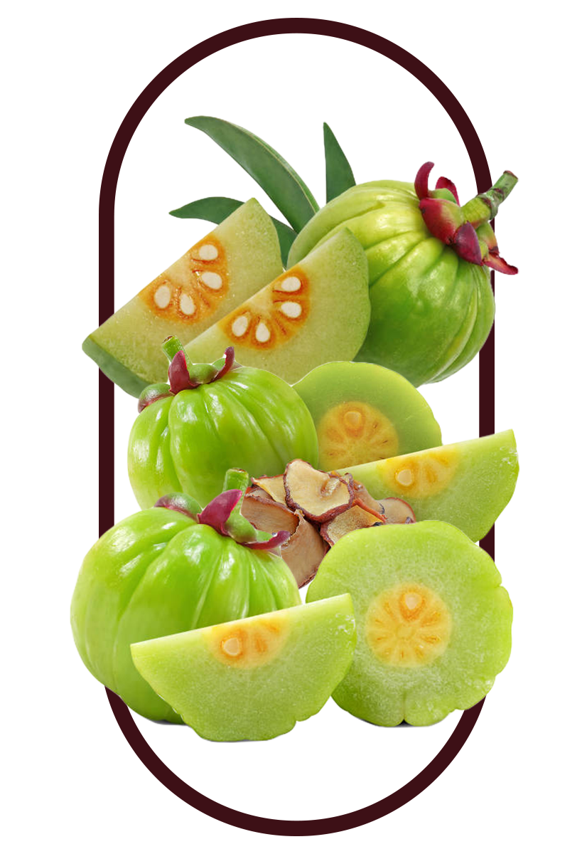 an Astragalus plant, its roots as a key ingredient in the best tongkat ali singapore