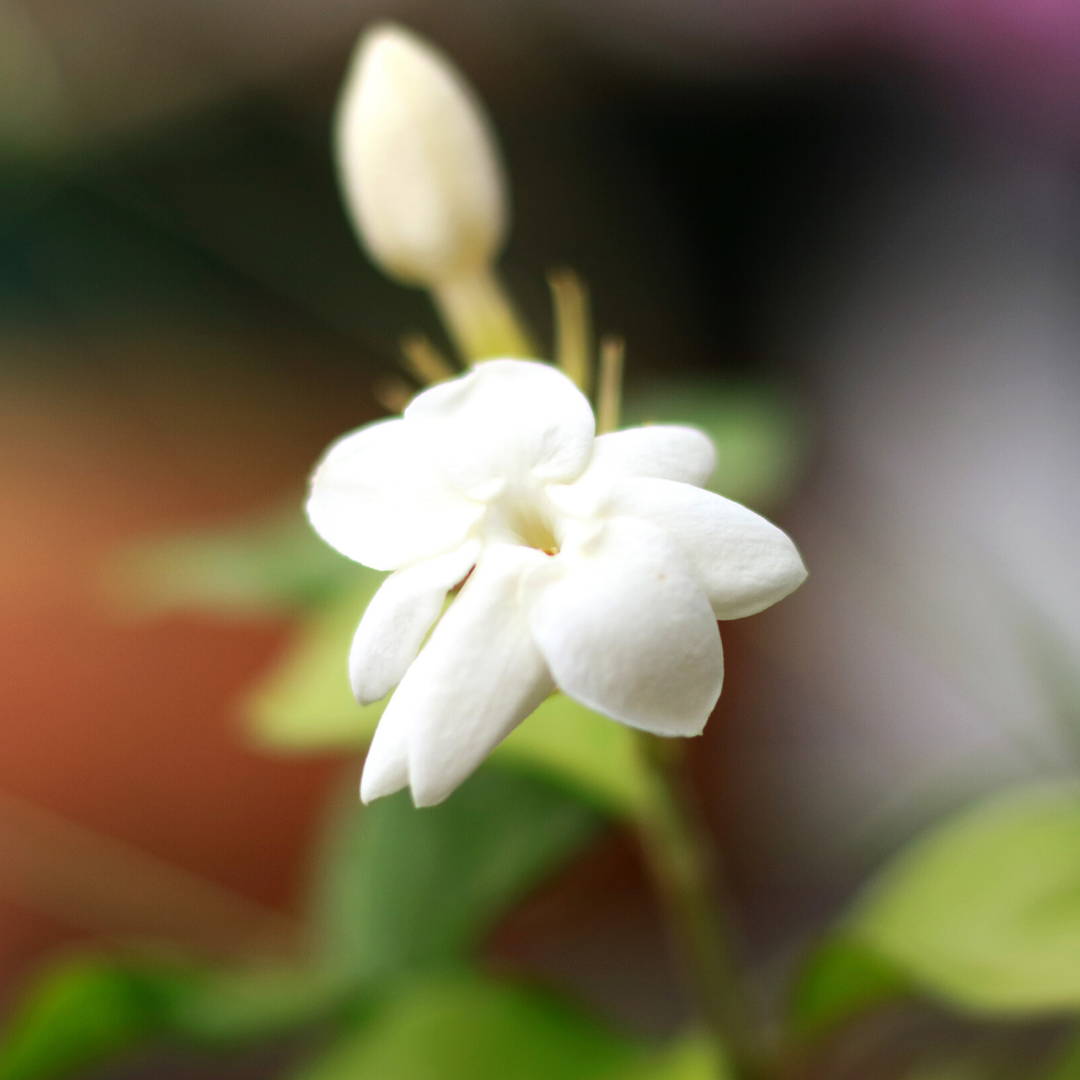 Jasmine Flower Skin Care