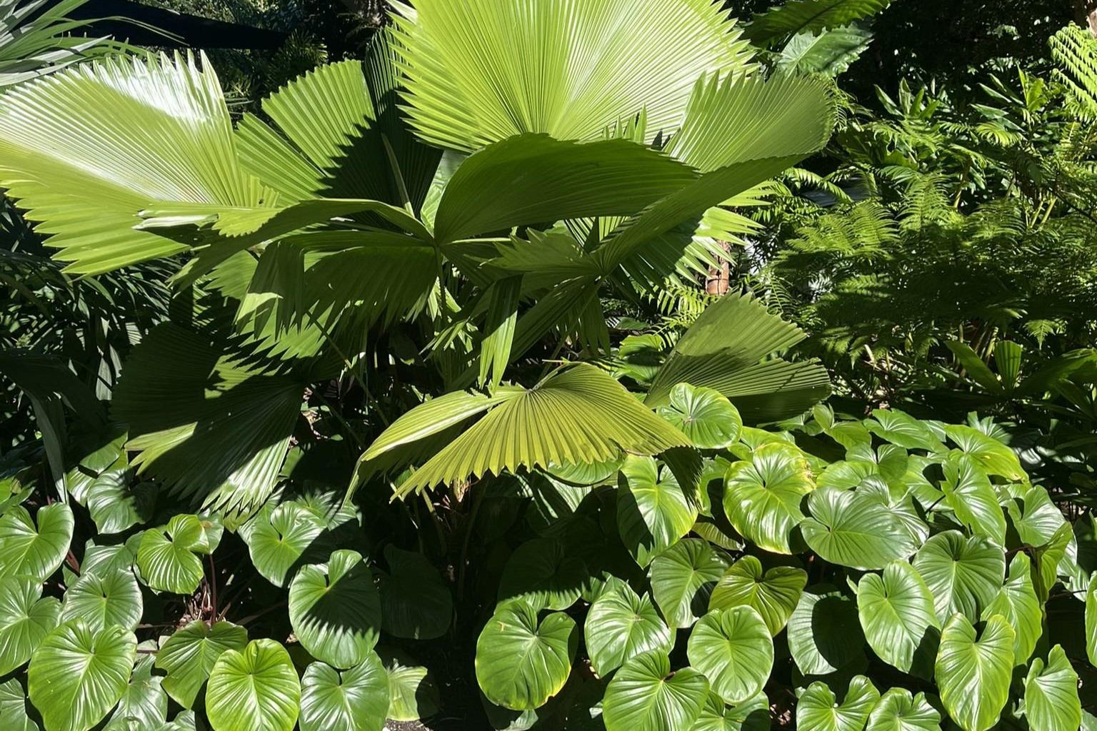 Coast Tropical Plants - Voucher - Image 6