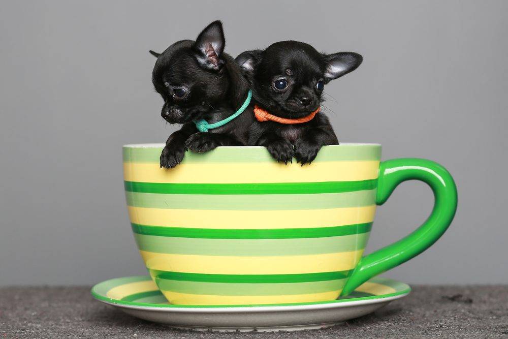fluffy teacup chihuahua