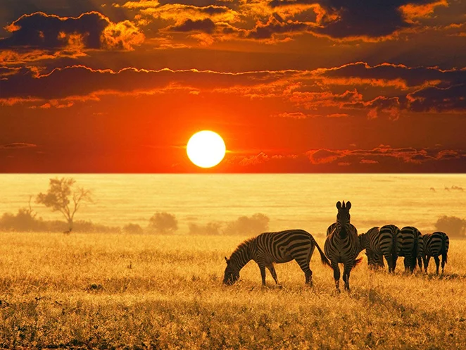 Namibie : coucher de soleil sur le désert avec des zèbres.