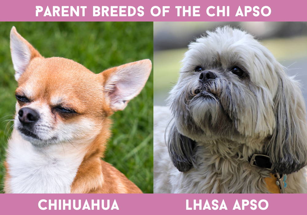 siberian husky belgian malinois chihuahua lhasa apso mix