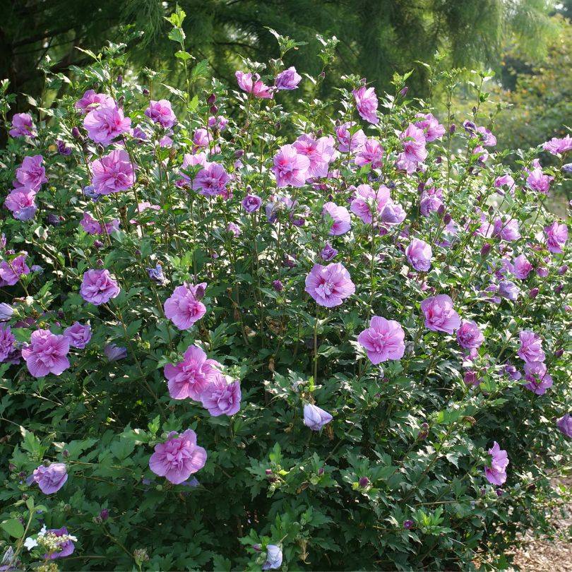 An upright Rose of Sharon (Hibiscus syriacus) shrub featuring large, tropical light purple flowers with prominent white centers