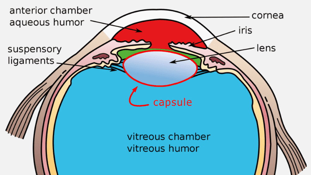 Lens within capsule attached by suspensory ligaments within eye
