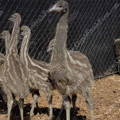 gypsy-shoals-farm-emu-chicks-fully-feathered