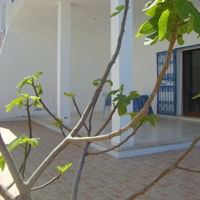 Bungalow 1