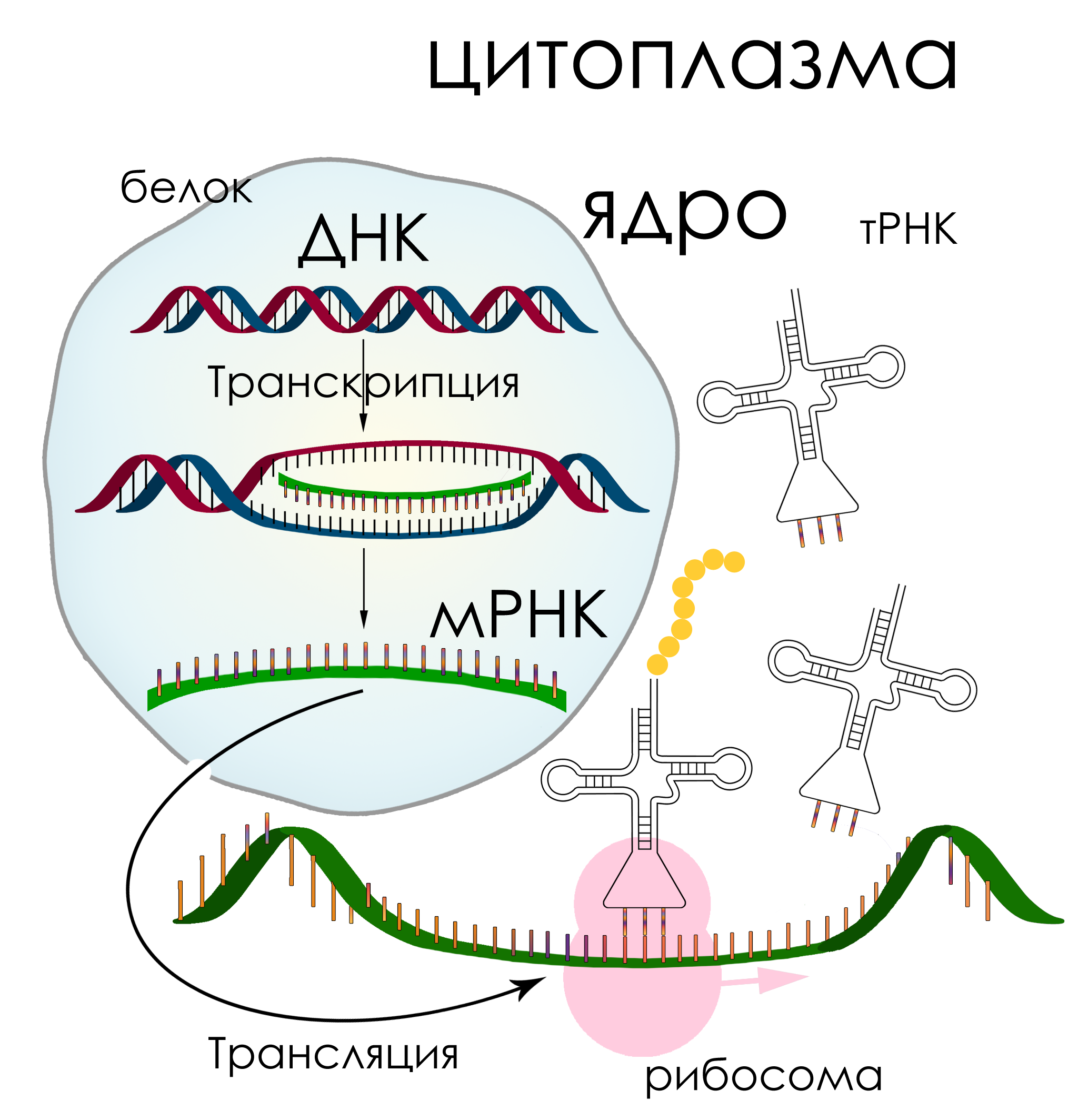 Схема трансляции синтеза белка рисунок. Синтез белка транскрипция и трансляция.