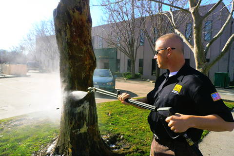 washing graffiti off of a tree using bare brick stone and masonry graffiti remover