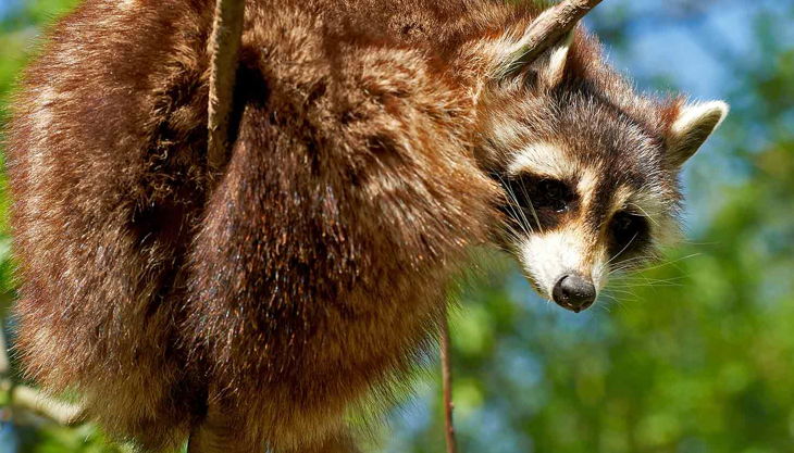 zoom erlebniswelt waschbären
