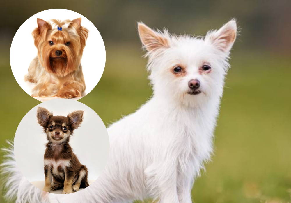 what does a chorkie look like