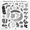 north-american-predator-scat-identification-chart