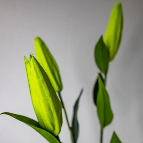 Green Lily Buds - Realistic Artificial Flowers and Greenery - Image 2
