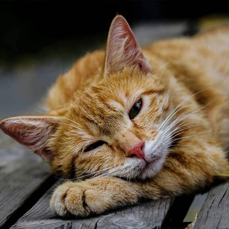 Vermoeide zieke kat