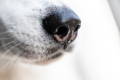 Closeup photo of a dog's runny nose
