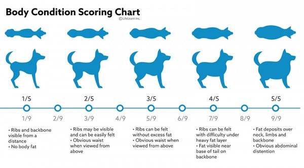 chihuahuas how much do they eat