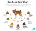 Dog poop color chart explaining reasons behind healthy and abnormal dog poop colors.