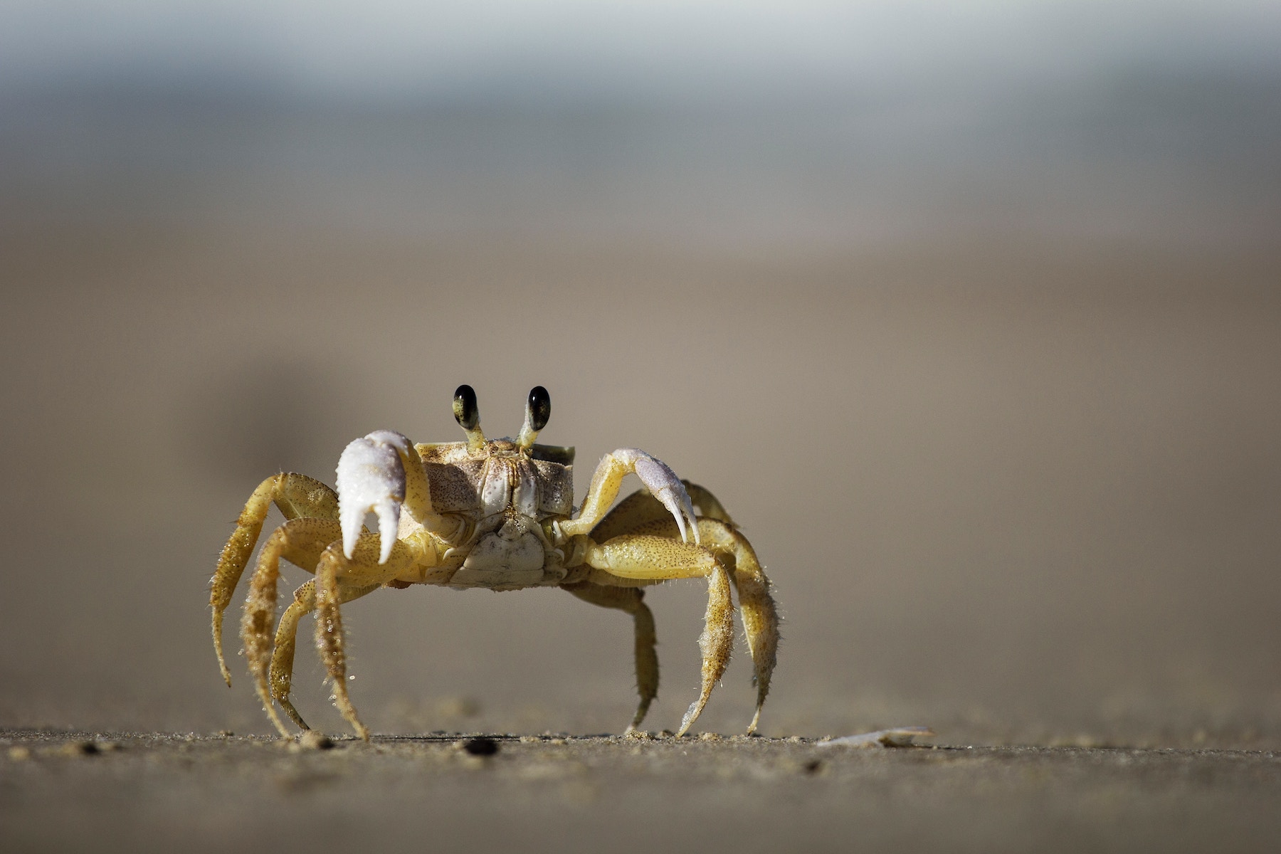 Are Crab Shells Going to Replace Plastic?