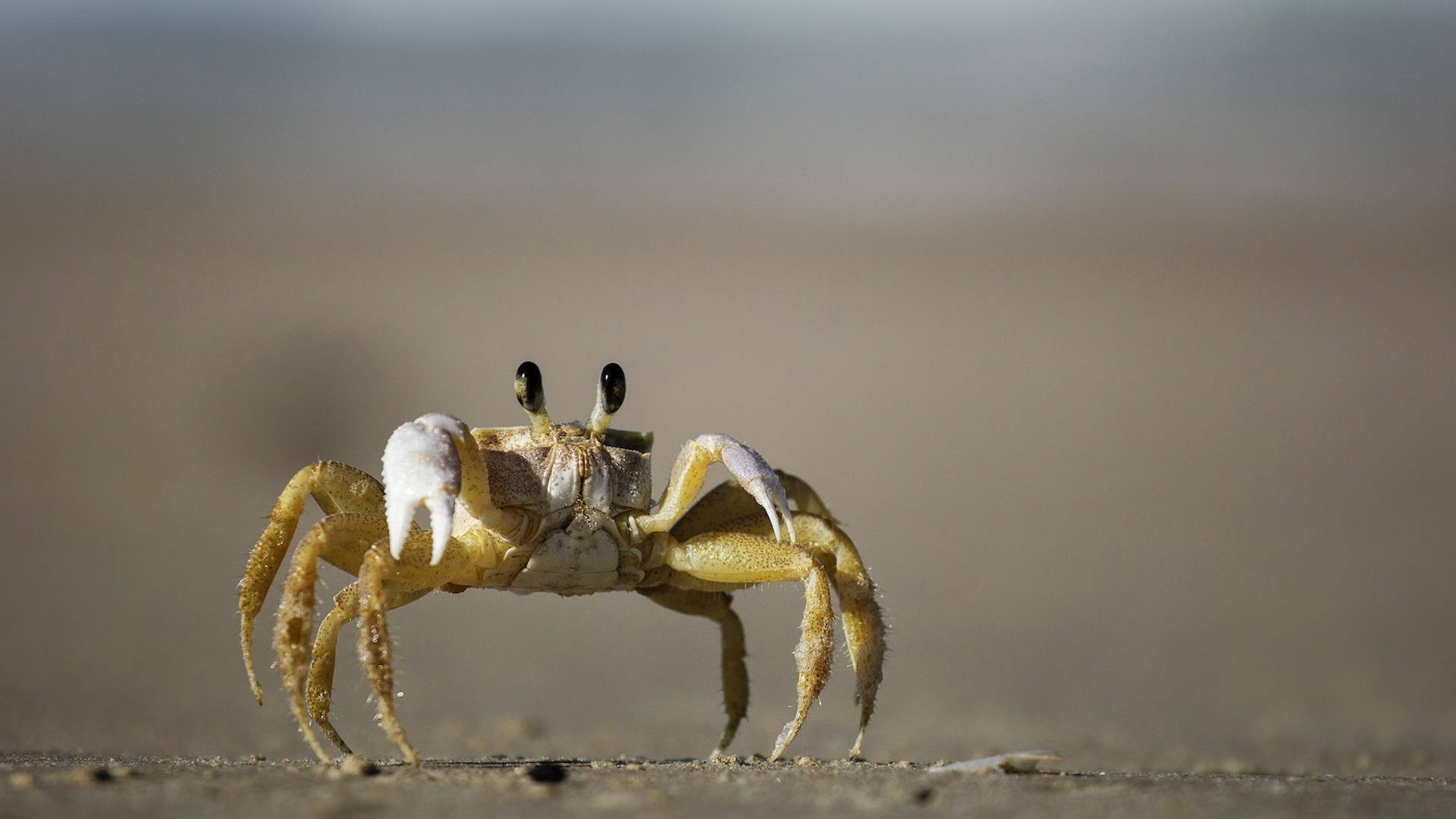 Featured image for Are Crab Shells Going to Replace Plastic?