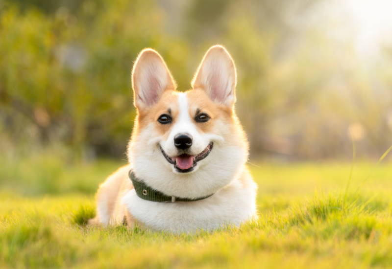 犬が食べてはいけない野菜 果物