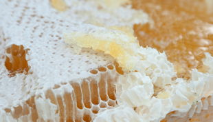 bienen bausmuehle natuerlich lernen solingen