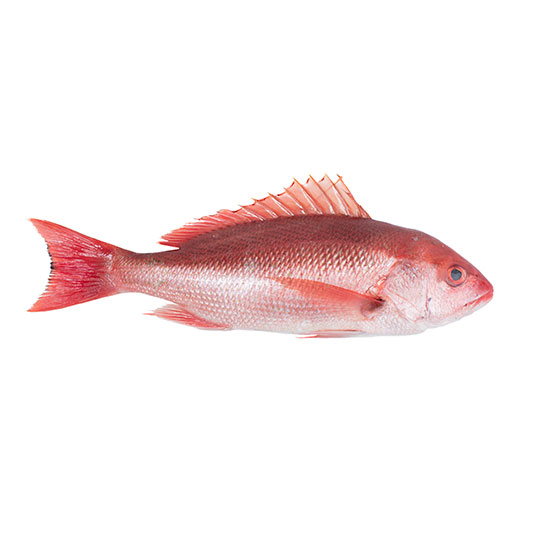 A fresh fish on a white background. Image of Fresh Seafood from Bear Flag Fish Co.
