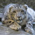 snow leopard resting on rocks
