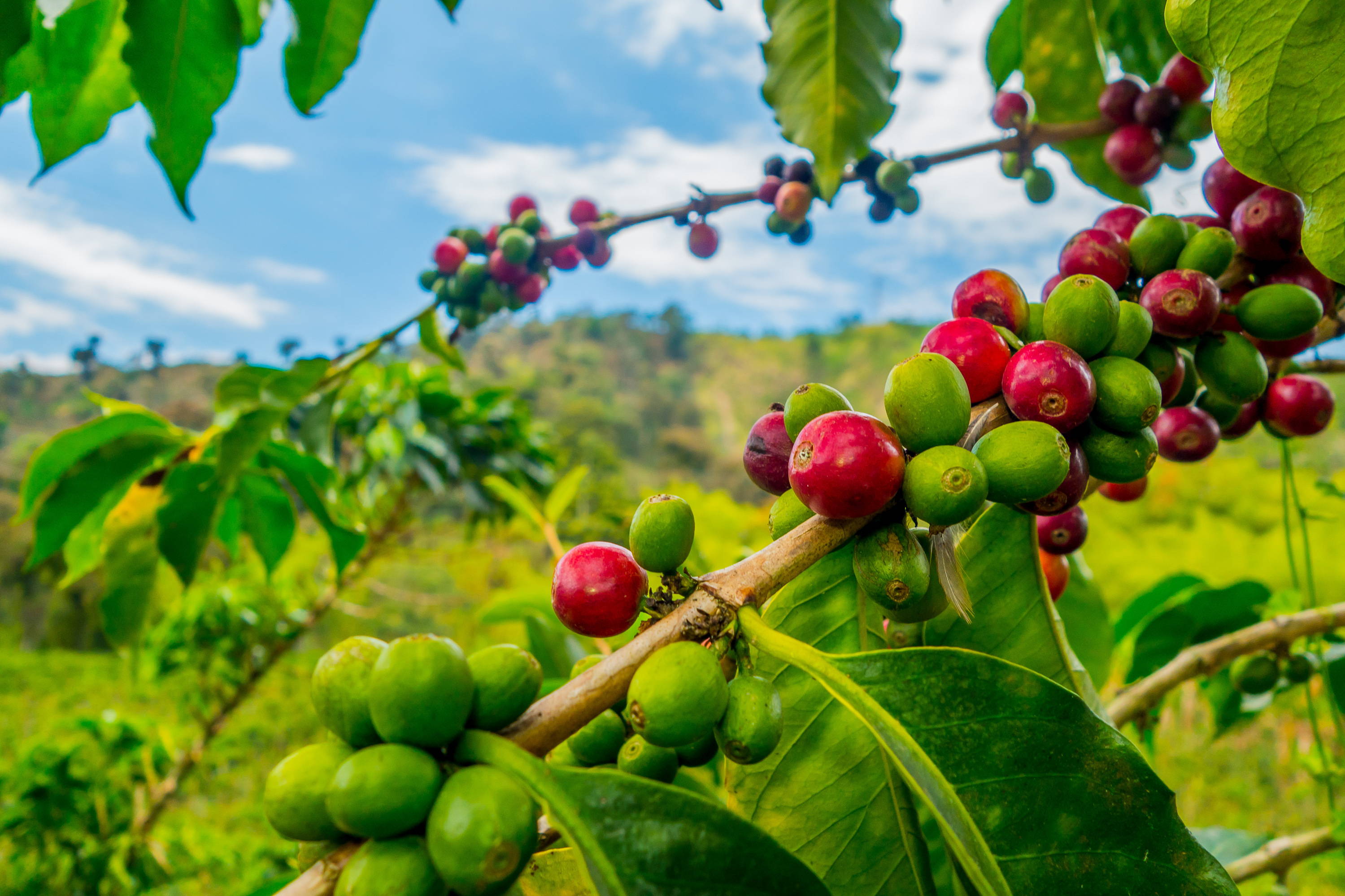 Coffee Bean Tree Logo