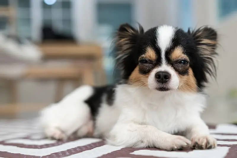 chihuahua seizure symptoms