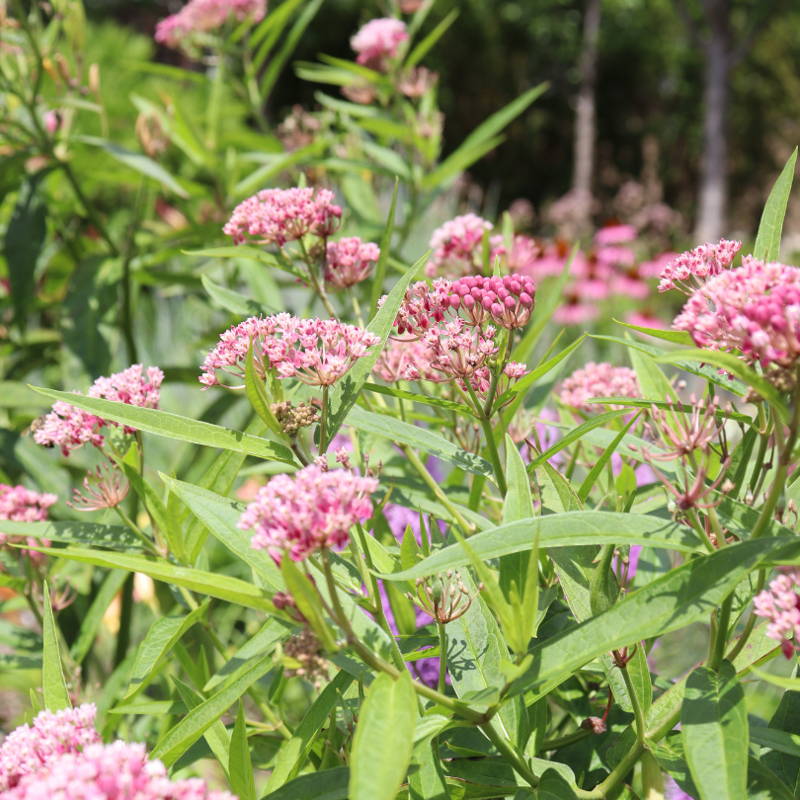 Pink milkweed plants in a sunny garden