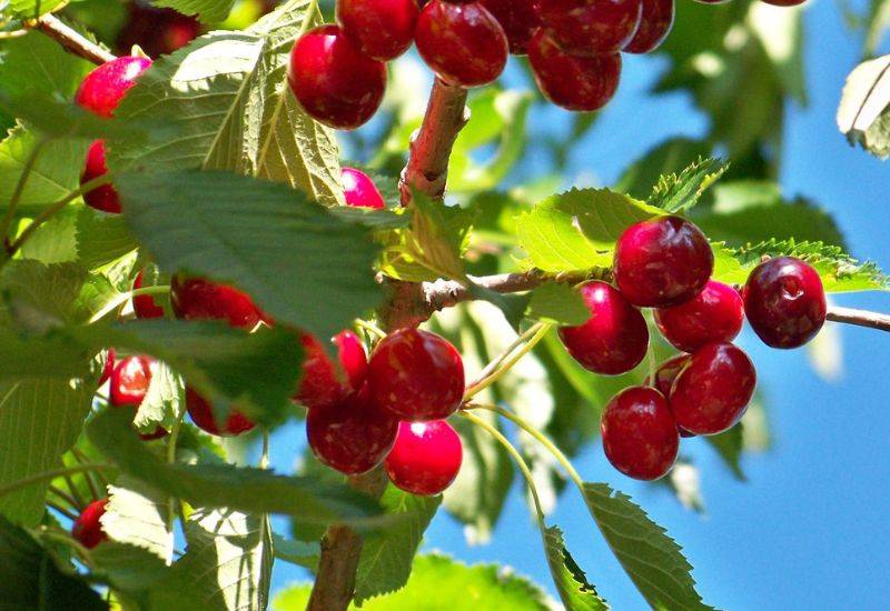 ダイエット フルーツ