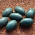 clutch_emu_hatching_eggs