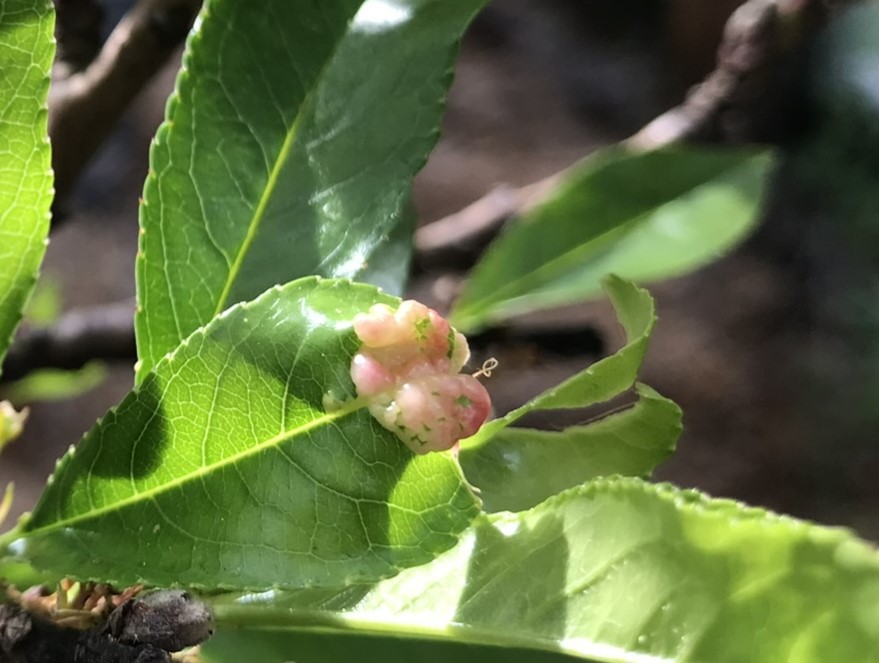 Peach leaf curl fungus on a peach leaf