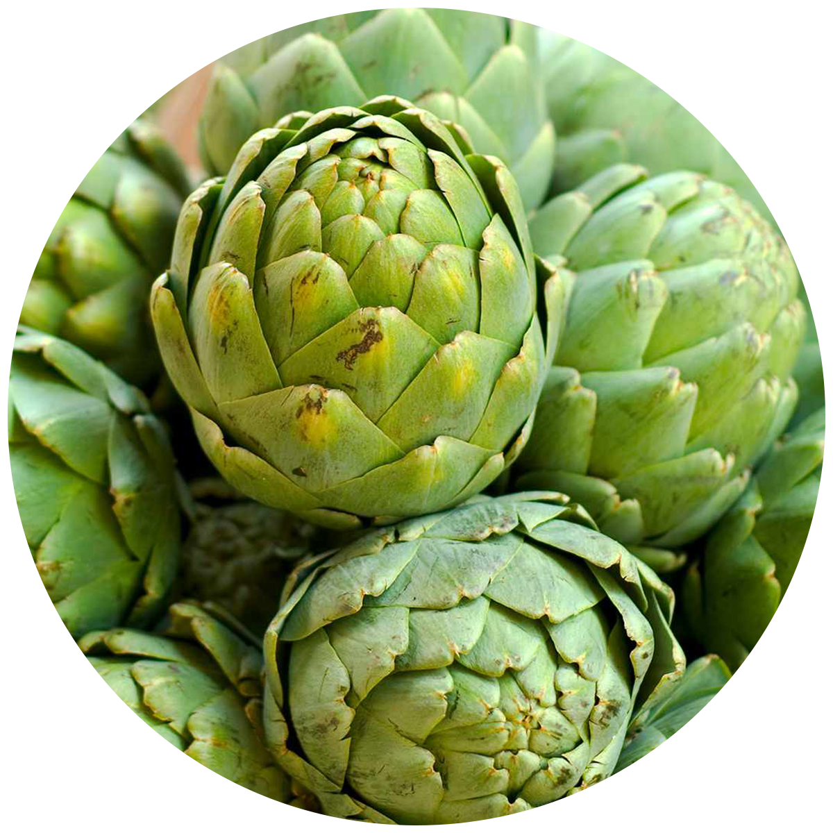Bowl of Green powder made of spirulina found in the best Multivitamins for men