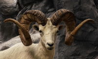 Bighorn Sheep