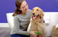 Golden Retriever dog sitting beside a woman who is grooming its fur with a silicone dog brush