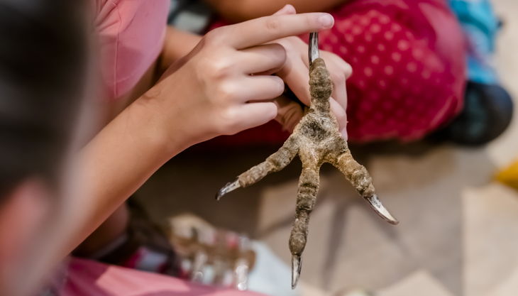 naturkundemuseum potsdam vogel fuß