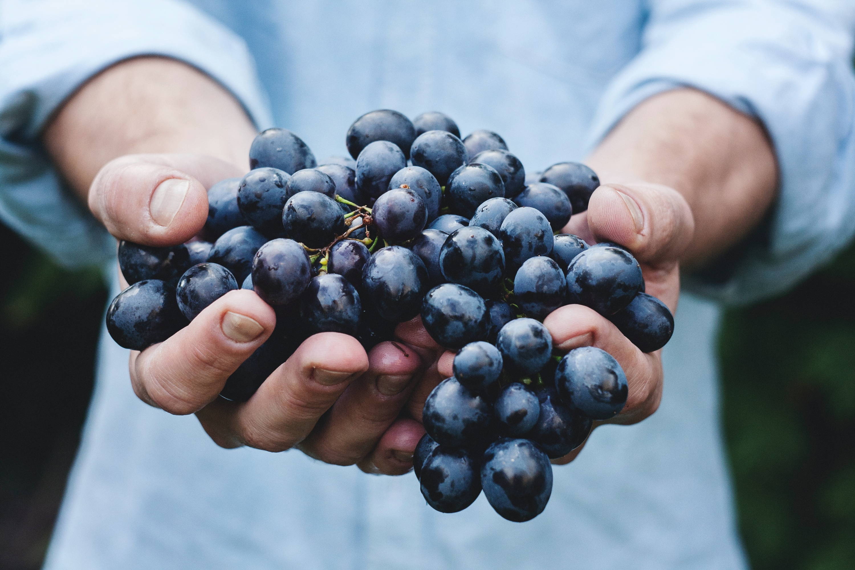 Close up of Nebbiolo grape variety in the hands of a man displaying its light colour.