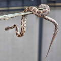 non_venomous_snake_in_chicken_yard_gypsy_shoals_farm non_venomous_snake_in_chicken_yard_gypsy_shoals_farm