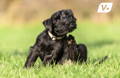Small black dog scratching his ear in a grassy field