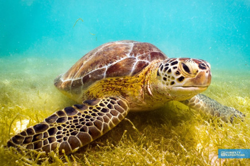 Мексика: плавание с черепахами в открытом море и одни из самых красивых Сено