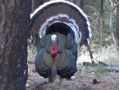Gould's Turkey Hunt