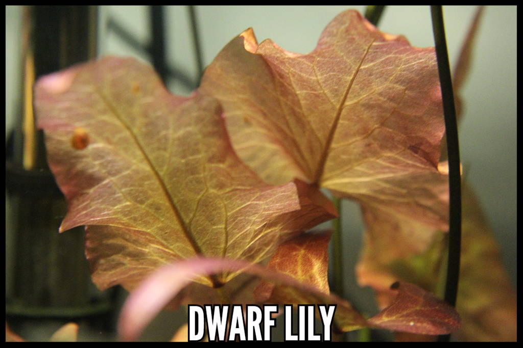 Dwarf Lily Bulb