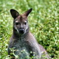 Wallaby in the grass