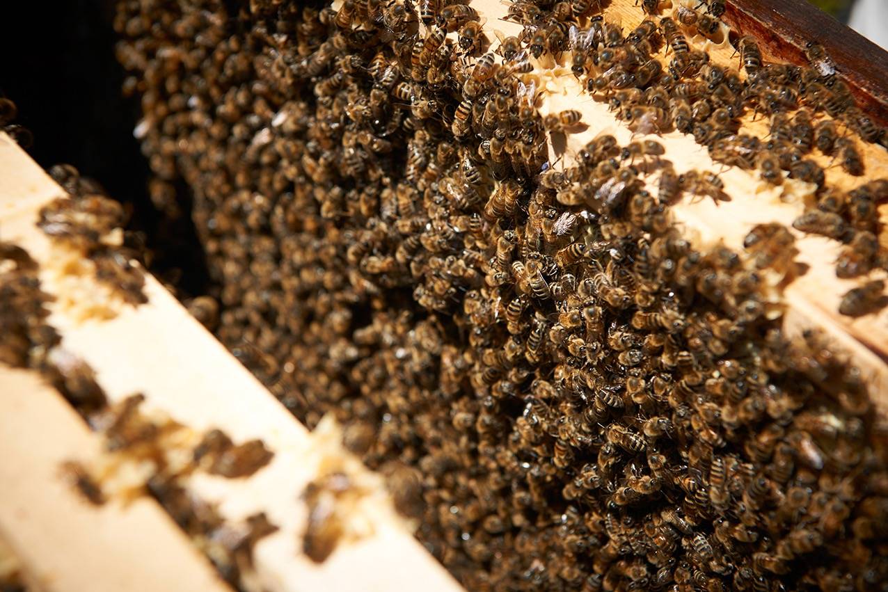 Bienen brauchen unseren Schutz