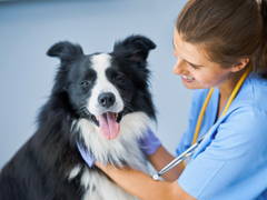 Veterinarian using a stethoscope on a black and white Border Collie.