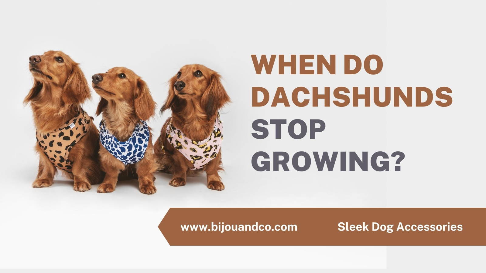 when do dachshunds stop growing