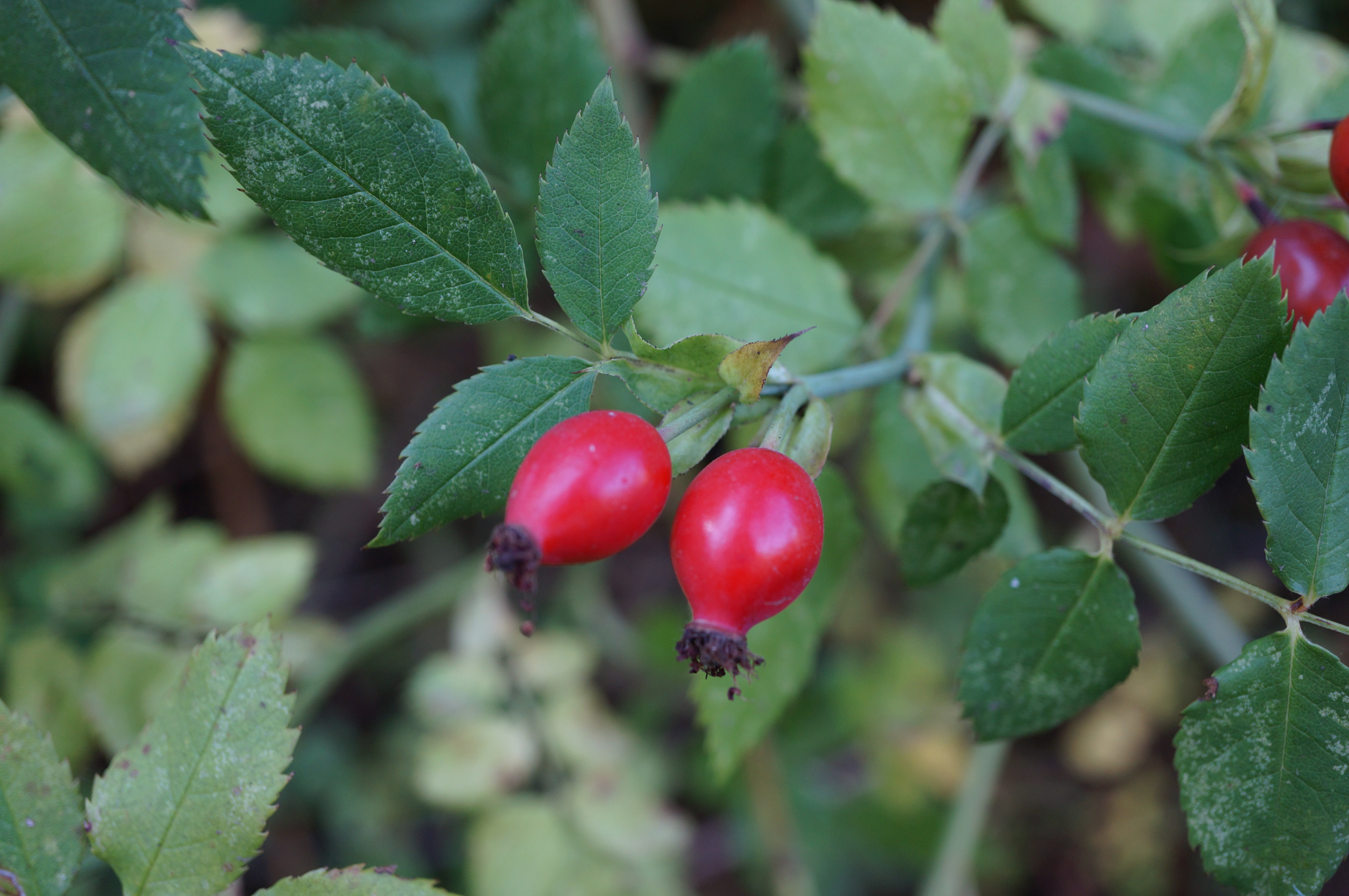 Rosehips in the fall 