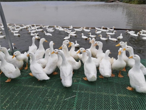 Vietnamese duck meat to be shipped abroad